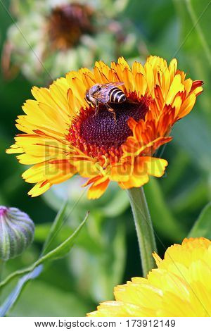 Beautiful Flower in park and garden in New Delhi, India
