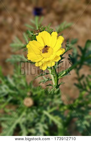 Beautiful Flower in park and garden in New Delhi, India