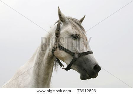 Purebred young shagya arabian horse posing against white background. Horizontal composition