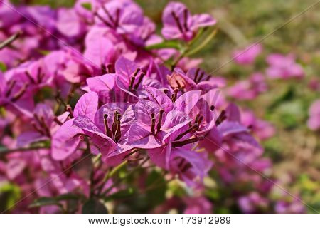 Beautiful Flower in park and garden in New Delhi, India