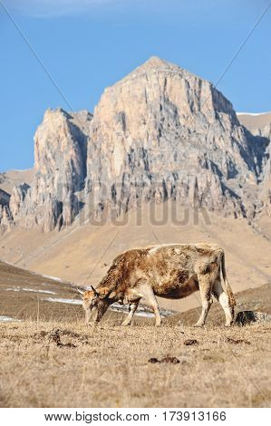 Caucasian bulls and cows on the mountain pastures in the tract near Mount Elbrus on a background of beautiful rocks and blue sky