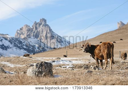 Caucasian bulls and cows on the mountain pastures in the tract near Mount Elbrus on a background of beautiful rocks and blue sky