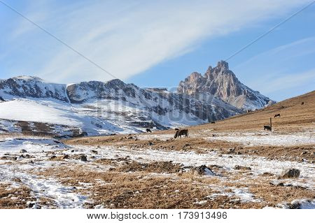 Caucasian bulls and cows on the mountain pastures in the tract near Mount Elbrus on a background of beautiful rocks and blue sky