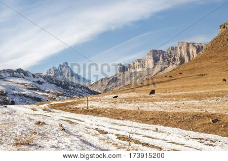Caucasian bulls and cows on the mountain pastures in the tract near Mount Elbrus on a background of beautiful rocks and blue sky