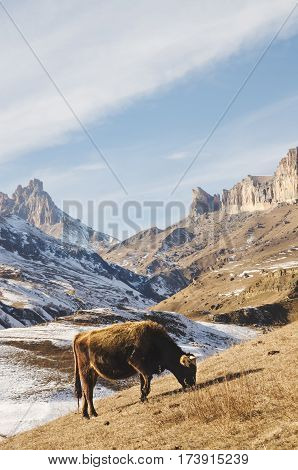 Caucasian bulls and cows on the mountain pastures in the tract near Mount Elbrus on a background of beautiful rocks and blue sky