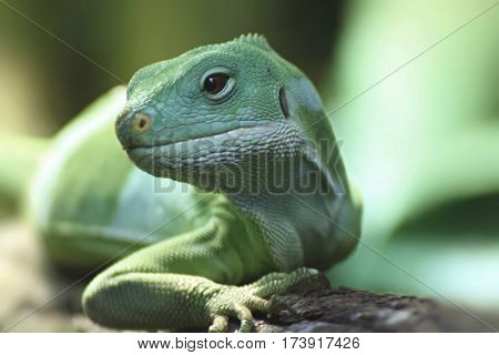Subjected Fijian iguana. Little green Reptile from Fiji.