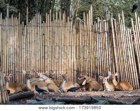 close up Group of spotted deer chital cheetal