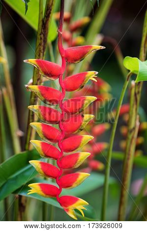 Heliconia Flower, Nosy Be, Madagascar