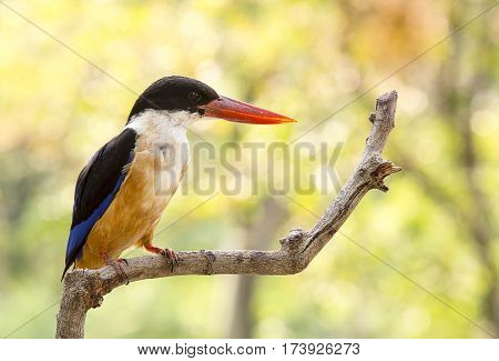 close up beautiful Kingfisher bird on tree in tropical forest nature reserve concept