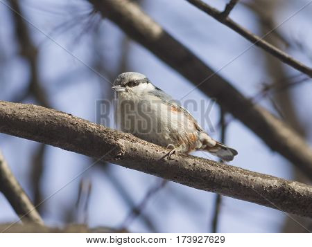 Eurasian or wood nuthatch Sitta europaea close-up portrait on tree selective focus shallow DOF