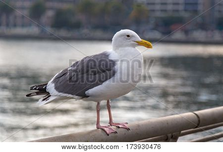 Lone Herring gull perched on a railing with a blurred out background.