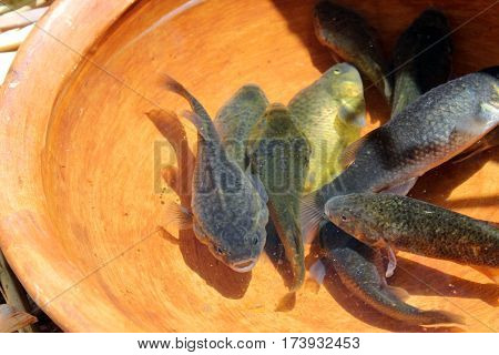 Carachi fish, typical from titikaka lake, Perú.