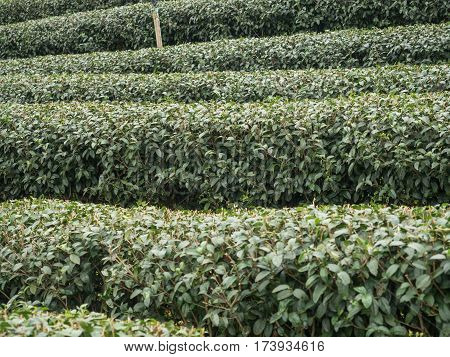 tea plantation in northen thailand tea farm