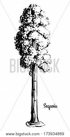Vector sketch illustration. Black silhouette of Sequoia isolated on white background.
