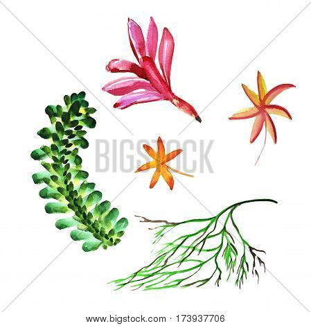 Wildflower succulentus flower in a watercolor style isolated. Full name of the plant: succulentus. Aquarelle wild flower for background, texture, wrapper pattern, frame or border.