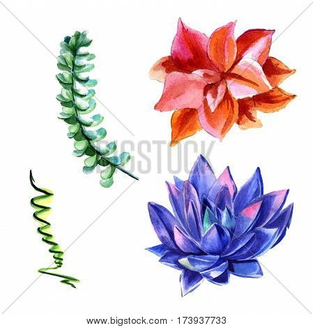 Wildflower succulentus flower in a watercolor style isolated. Full name of the plant: succulentus. Aquarelle wild flower for background, texture, wrapper pattern, frame or border.
