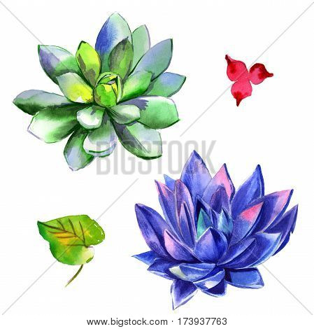 Wildflower succulentus flower in a watercolor style isolated. Full name of the plant: succulentus. Aquarelle wild flower for background, texture, wrapper pattern, frame or border.