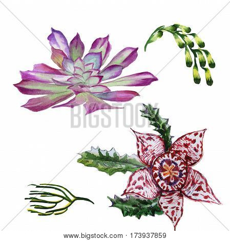Wildflower succulentus flower in a watercolor style isolated. Full name of the plant: succulentus. Aquarelle wild flower for background, texture, wrapper pattern, frame or border.