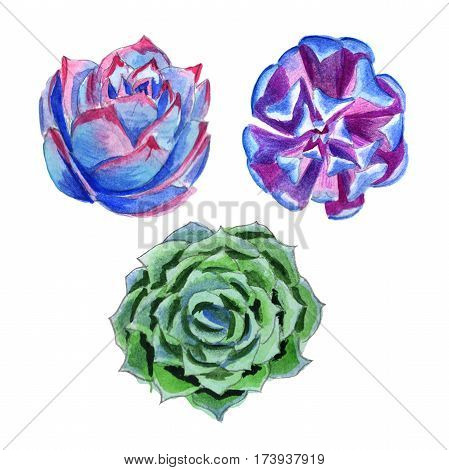 Wildflower succulentus flower in a watercolor style isolated. Full name of the plant: succulentus. Aquarelle wild flower for background, texture, wrapper pattern, frame or border.