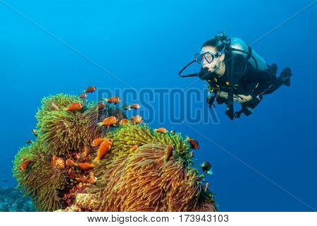 Woman scuba diver exploring anemon with claun fish. Underwater life.
