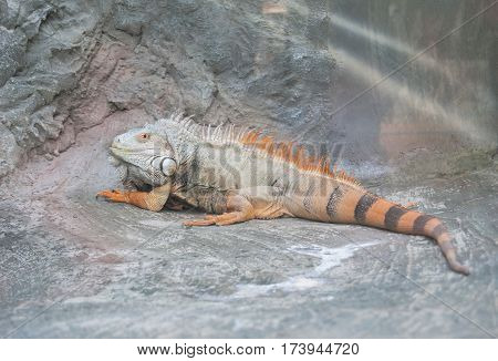 Close-up Red Iguana. Large lizard. Reptile. Cold-blooded animal