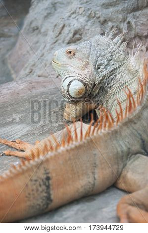 Close-up Red Iguana. Large lizard. Reptile. Cold-blooded animal