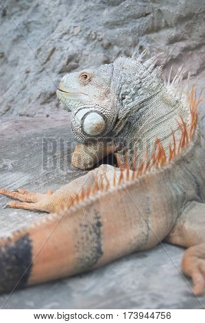 Close-up Red Iguana. Large lizard. Reptile. Cold-blooded animal