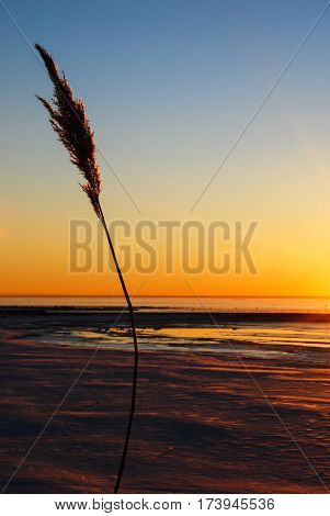 Single reed flower at a beautiful sunset by a coast