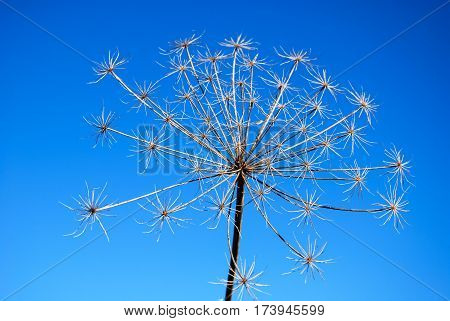Plant infructescence with beautiful pattern by a blue sky