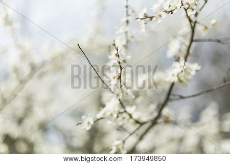 White and fragrant cherry flower during spring season