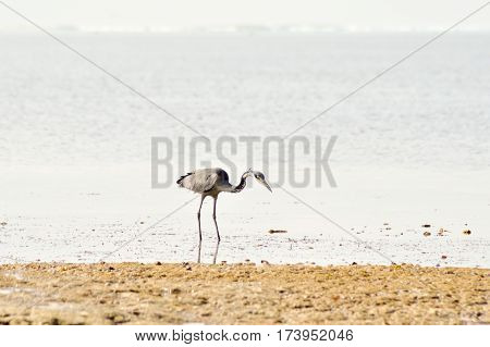 Gray heron in the water on the beach of Bamburi in front of the Indian ocean