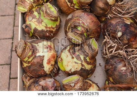 Bulbs, tubers of hyacinth in a garden