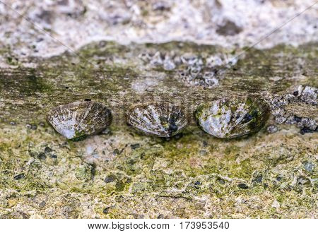 Patella vulgata sea snails on a concrete dock.
