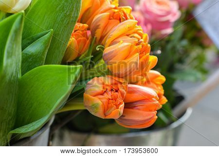 Orange tulips in a vase. Spring concept.