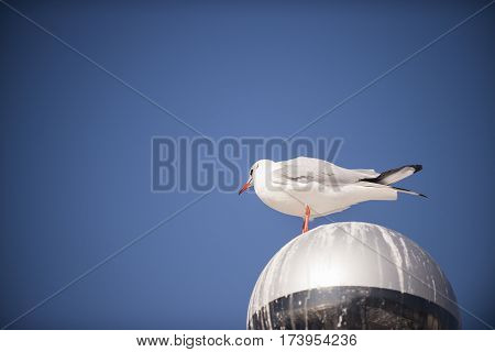 Seagull standing on a drity street lamp covered with fecies