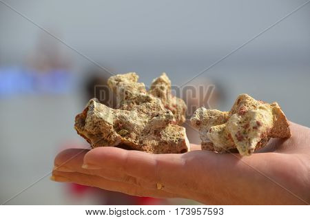 Beautiful coral from the Red Sea in the hand