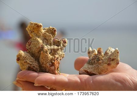 Beautiful coral from the Red Sea in the hand