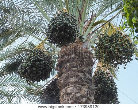 Date palm with fruits on a background of blue sky