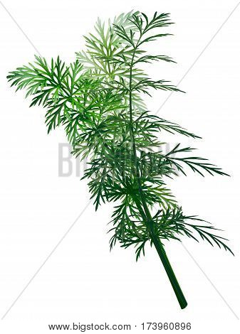 Fresh Caraway (carum Carvi), Paths