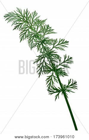 Fresh Caraway (carum Carvi), Paths