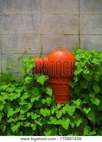 Red fire hydrant in the old city Covered with plant