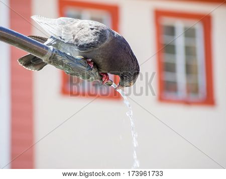 A pigeon pearched on a decorated metal pipe leans over to drink water flowing out of the pipe. Germany. Travel and animals concept.