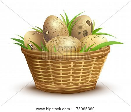 Quail eggs full wicker basket. Isolated on white vector illustration
