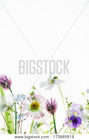 spring flowers