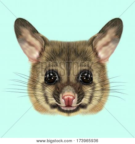 Illustrated portrait of Common brushtail possum. Cute head of wild Australian mammal on tan background.