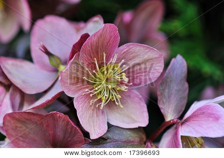 Helleborus In The Garden