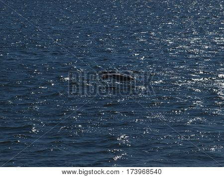 An American White Pelican flies low over water to cut down on the drag and increases their lift with less effort.