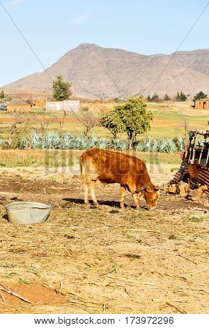 In Lesotho     Street Village