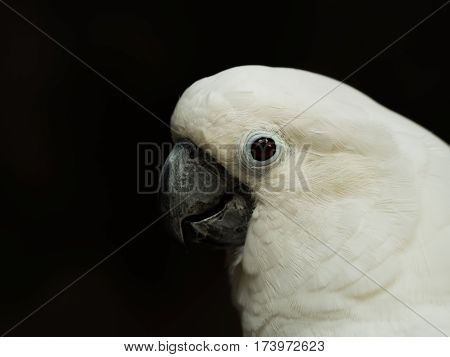 Close up of lesser sulphur crested cockatoo