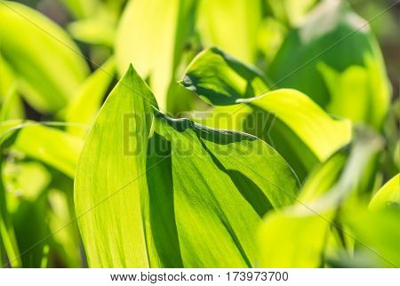 leaves lily of the valley growing in forest in spring closeup natural background
